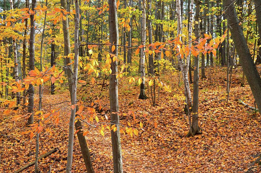 Fall Colors In The Forest Two  Digital Art by Lyle Crump