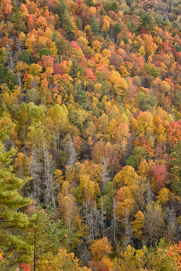 Fall Colors in the Great Smoky Mountains,North Carolina Photograph by ...