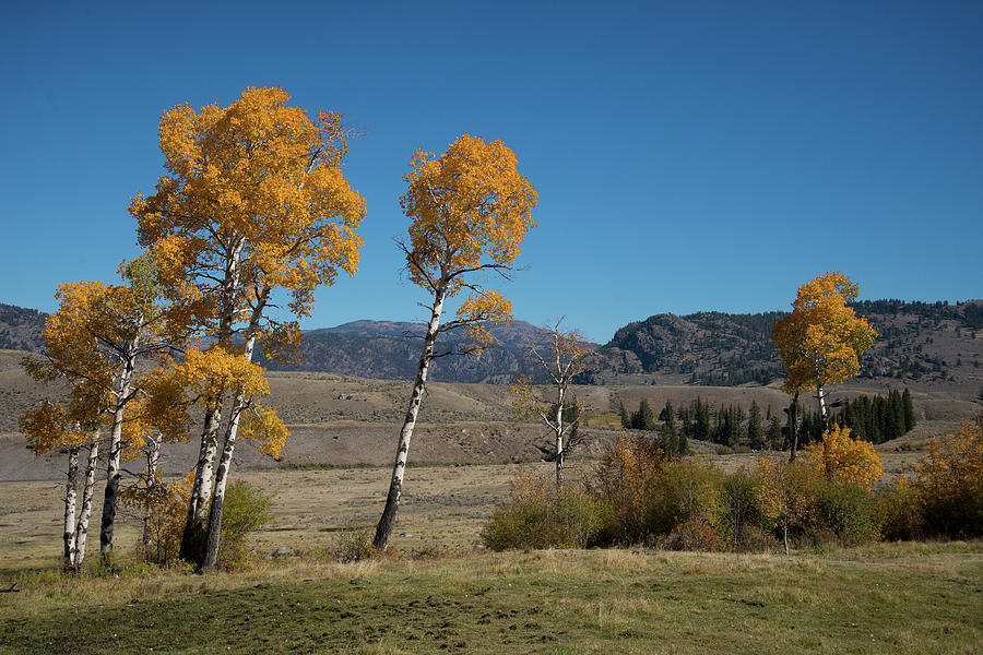 Yellowstone Fall Colors 2025