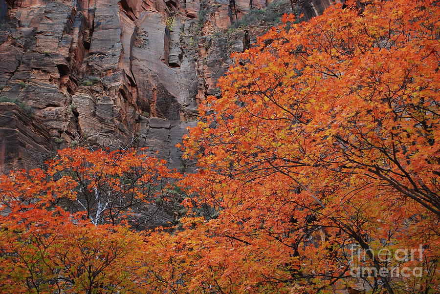 Fall Colors Photograph by Jim Goodman
