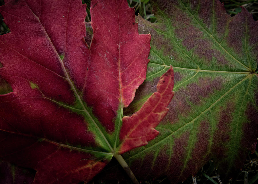 Fall Photograph - Fall colors by John Unwin