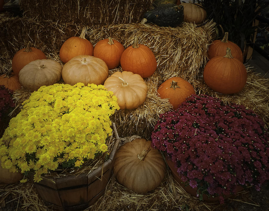 Fall Colors Photograph by Judy Hall-Folde
