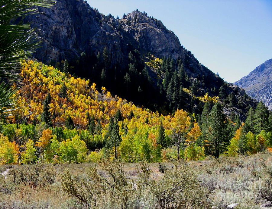Fall Colors June Lake Loop Painting by Larry Bacon