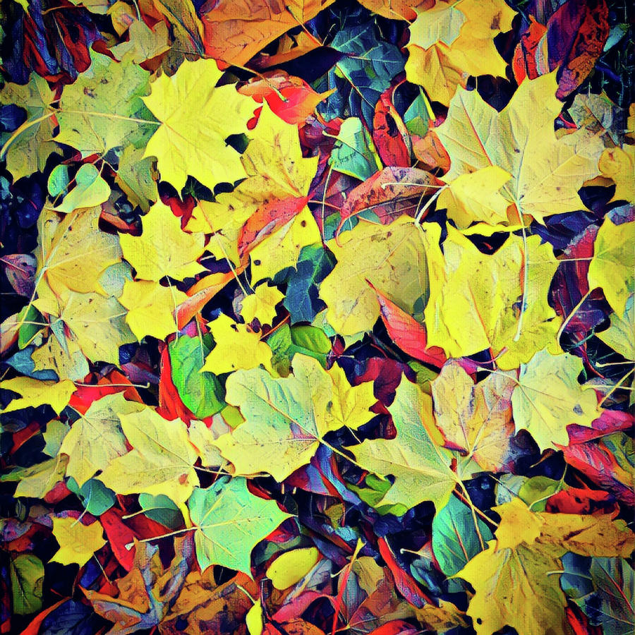 Fall Colors Photograph