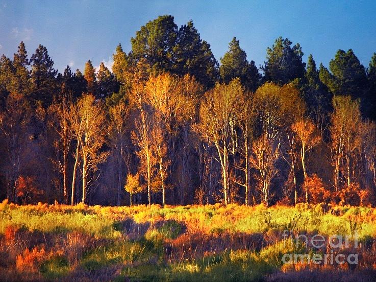 Fall Colors Lone Cone area Colorado Digital Art by Annie Gibbons