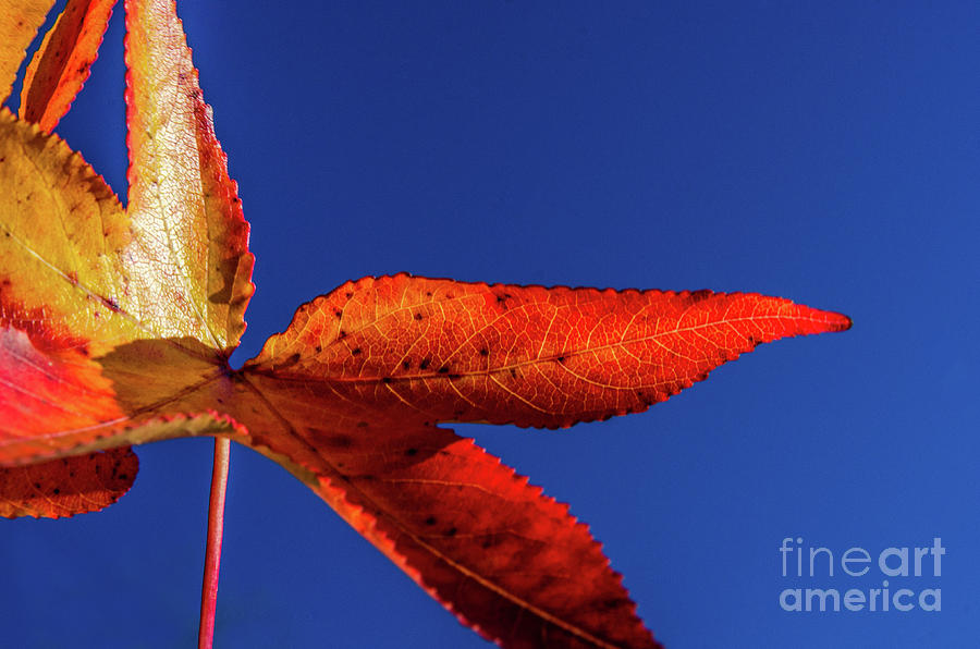 Fall Colors, Red and Yellow Foliage Against Sky Nature / Botanical Photograph Photograph by PIPA Fine Art - Simply Solid