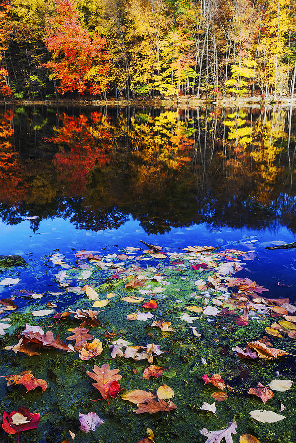 Fall Colors near Bushkill Falls State Park PA USA Photograph by Vishwanath Bhat