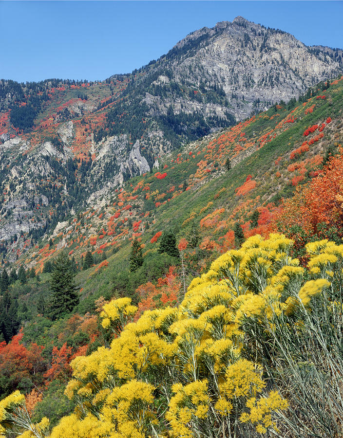 212M42-Fall Colors near Mt. Timpanogos  Photograph by Ed  Cooper Photography
