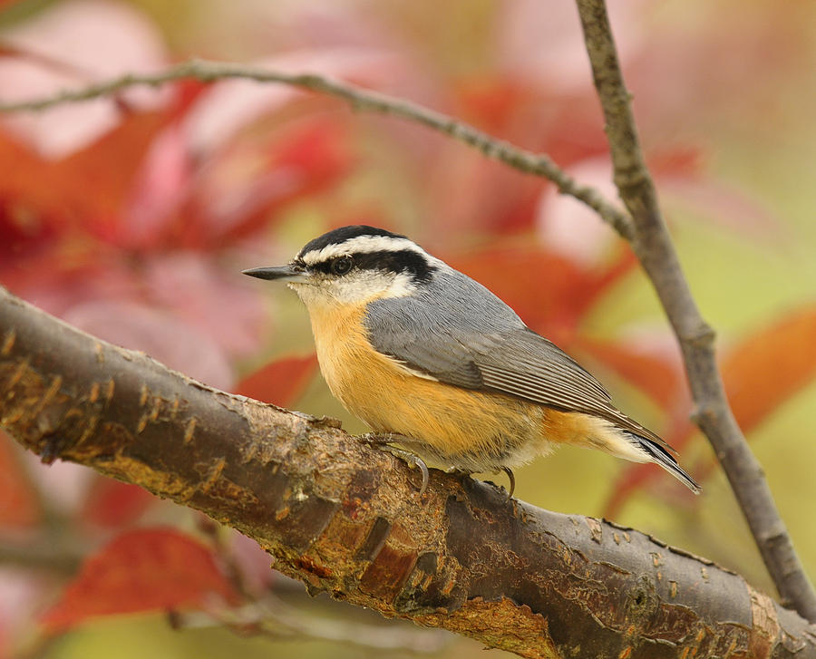 Fall Colors Nuthatch Photograph by Lara Ellis