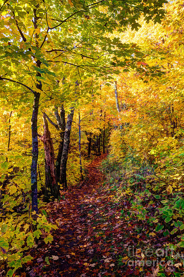 Fall Colors Oberg Mountain North Shore Minnesota Photograph by Wayne Moran