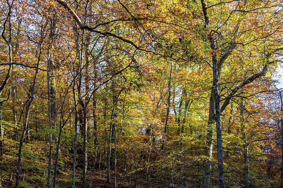 Fall Colors of Rock Creek Park Photograph by Ed Clark
