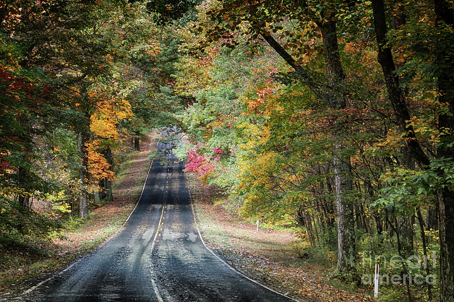 Tree Photograph - Fall Colors Of Skyline Drive by Dawn Gari