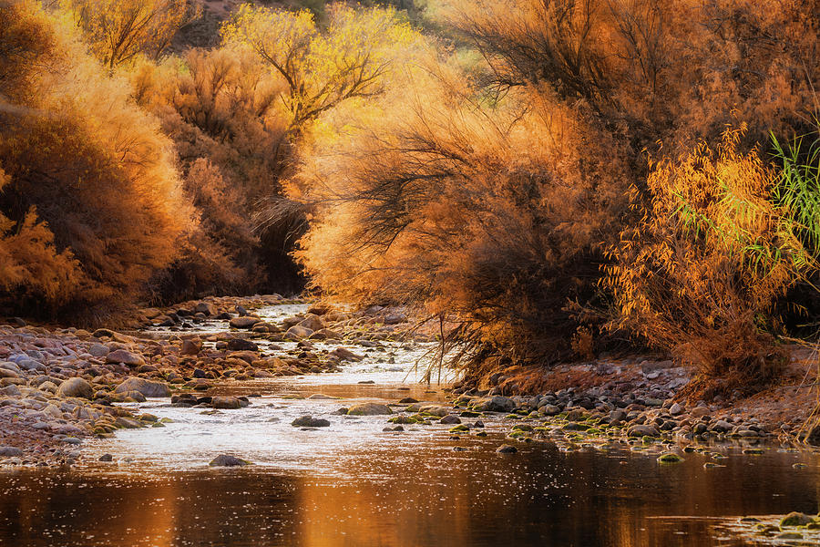 Fall Colors of the Desert  Photograph by Saija Lehtonen