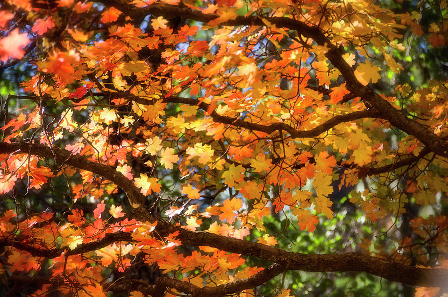 Fall Colors of the Maple  Photograph by Saija Lehtonen