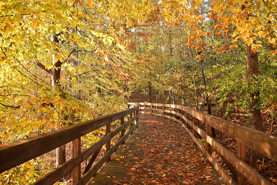 Fall Colors on a Morning Walk in the Woods in Autumn Photograph by Scott H Phillips