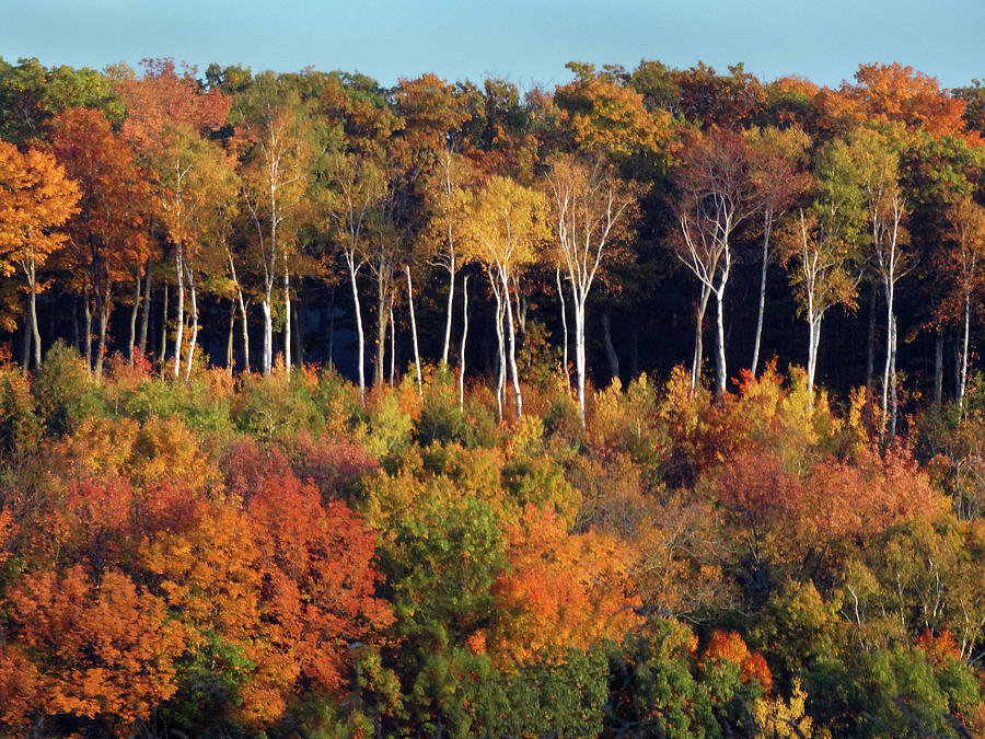 Fall Colors on the Bluff Photograph by David T Wilkinson