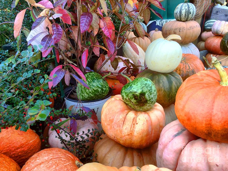 Fall Colors Pumpkins and Gords 7 Photograph by Edward Sobuta