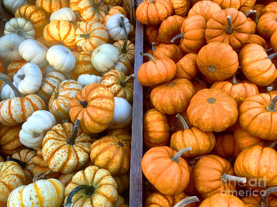 Fall Colors Pumpkins and Gords 8 Photograph by Edward Sobuta