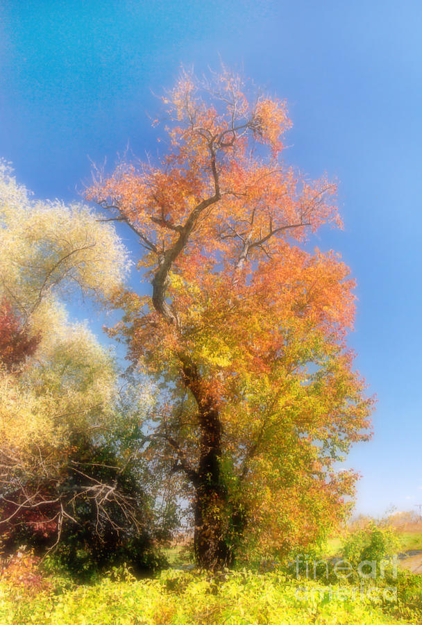 Fall Colors Photograph by Raymond Earley