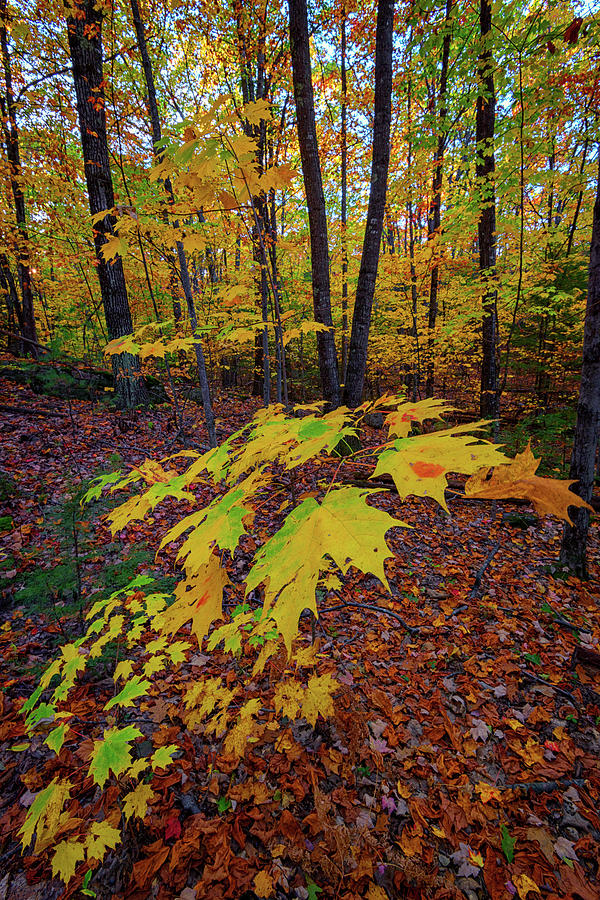 Tree Photograph - Fall Colors by Rick Berk