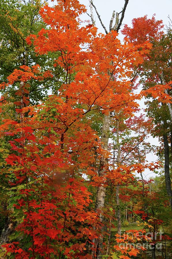 Fall Colors Photograph by Sandra Updyke