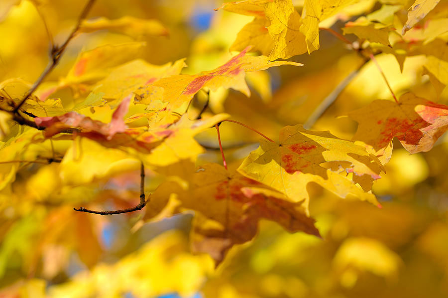 Nature Photograph - Fall Colors by Sebastian Musial