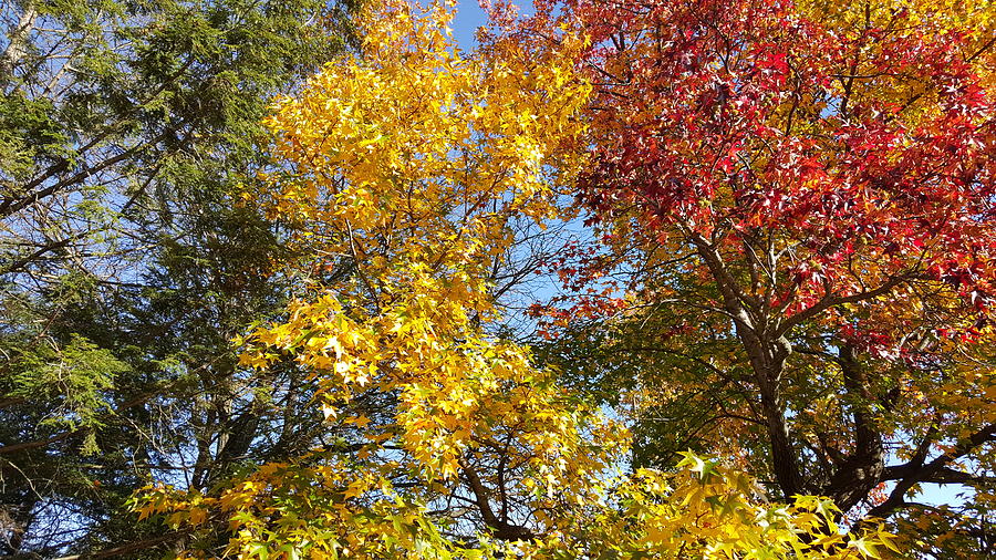 Landscape Photograph - Fall colors by Yazid Ismail Landscape Photograph - Fall colors by Yazid Ismail