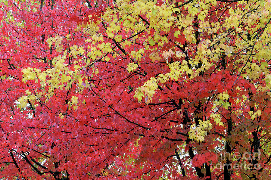 Fall Colors Vancouver 2 Photograph by John  Mitchell