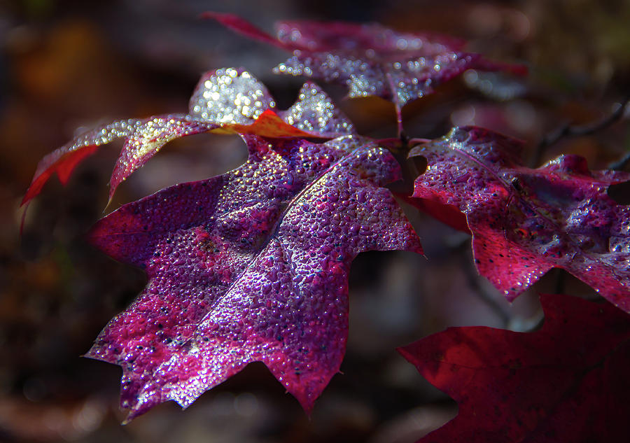 Leaves Photograph - Fall Colors by William Makris