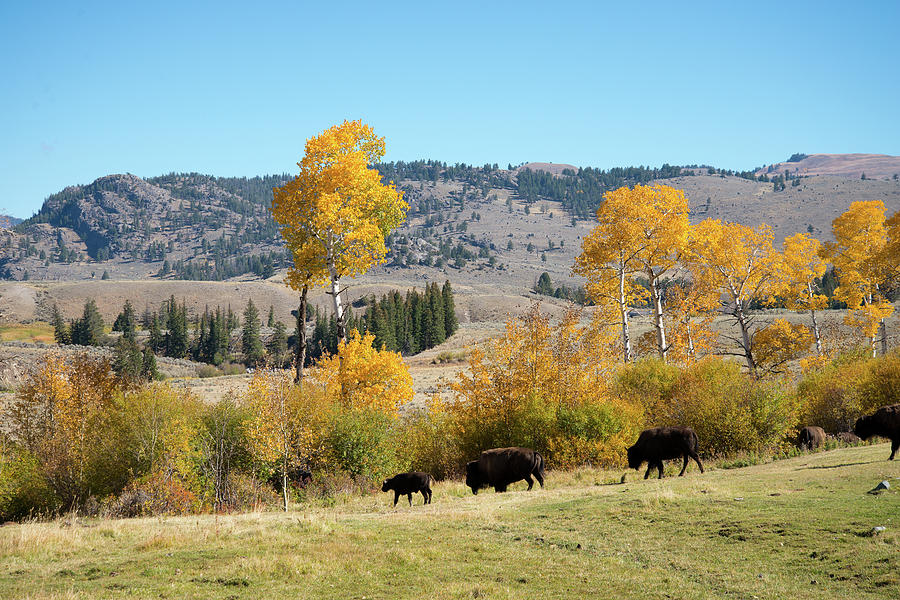 Fall Colors With a Few Bison Photograph by Frank Madia