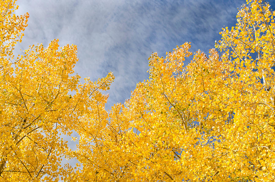 Fall Colors with Blue Sky Photograph by Julie Gropp - Fine Art America