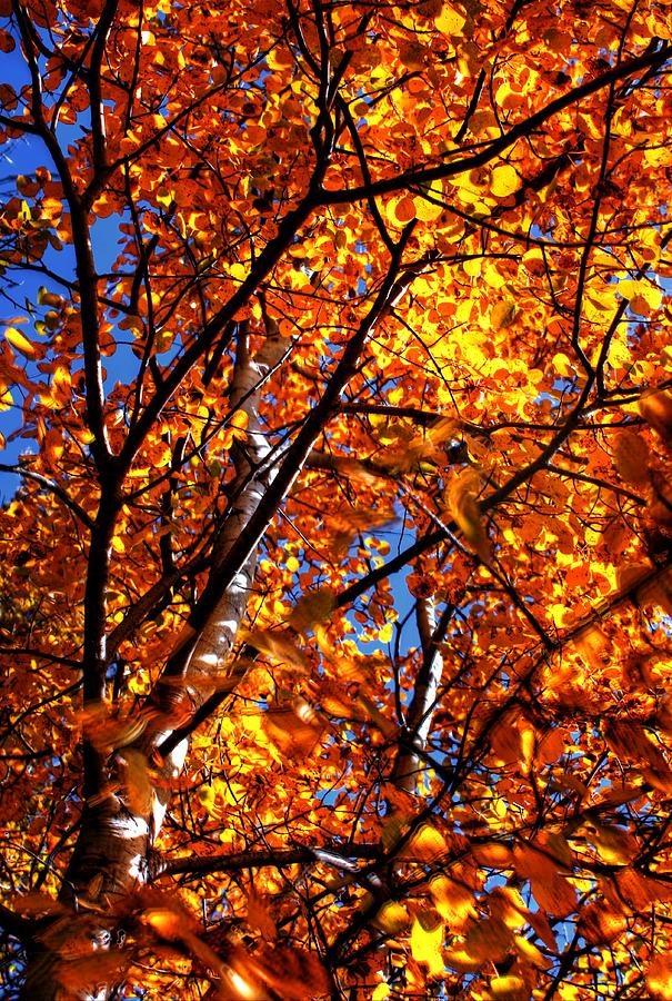 Fall colours Photograph by David Matthews