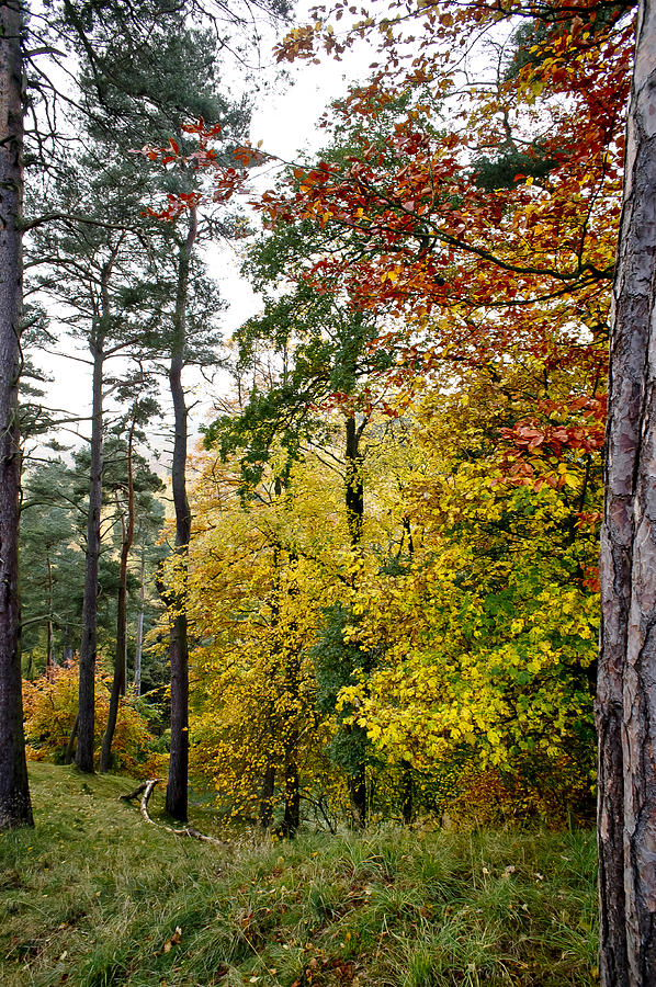 Fall colours of Pentland Hills. Photograph by Elena Perelman