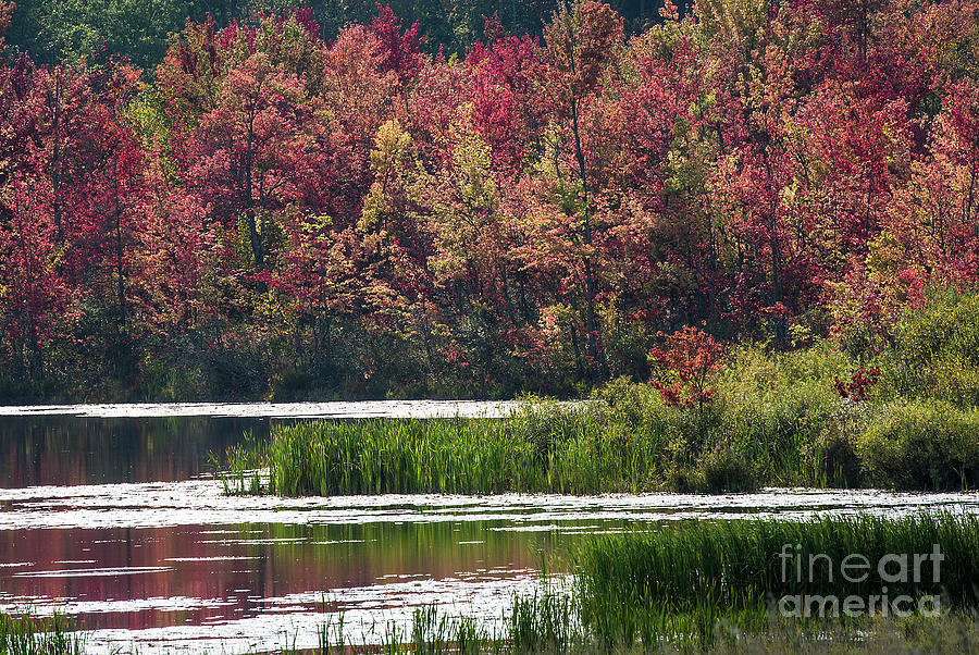 Fall Colours - Thompson Lake 7619 Photograph by Steve Somerville