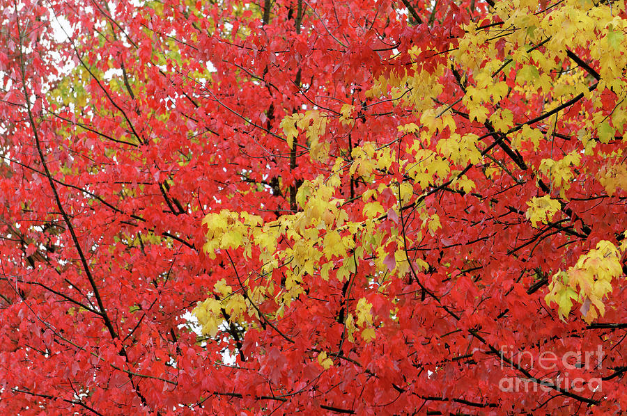 Fall Colors Vancouver 1 Photograph by John  Mitchell