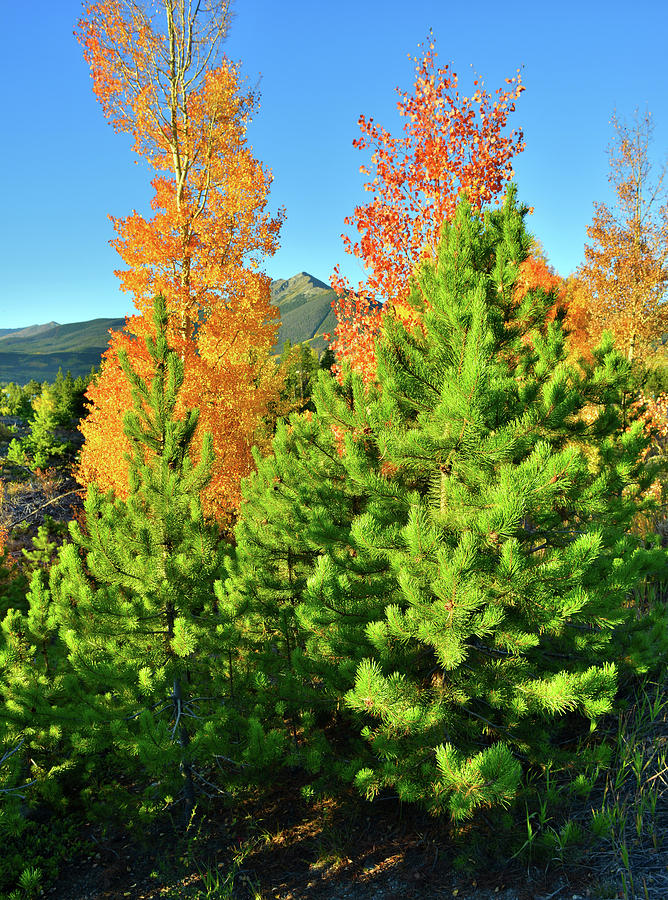 Fall Comes to Dillon Colorado Photograph by Ray Mathis