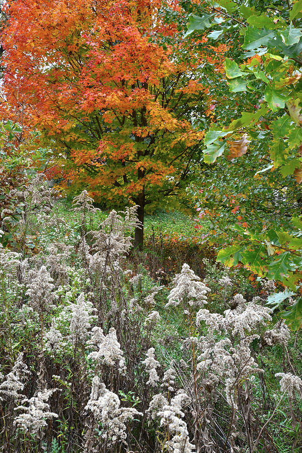 Fall Comes to Veterans Acres in McHenry County Photograph by Ray Mathis