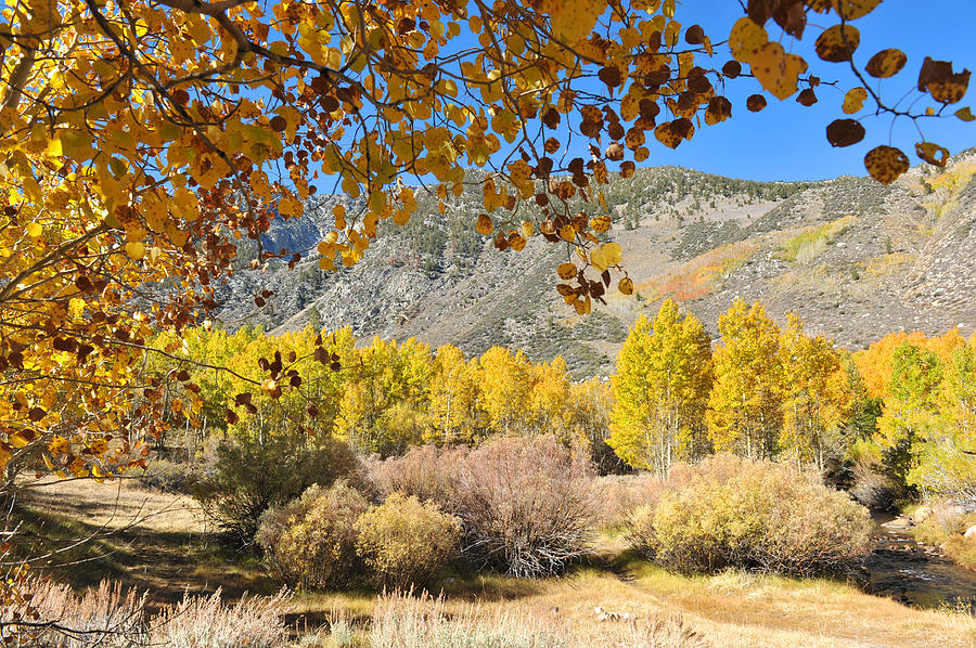 Fall comming in Bishop Creek Photograph by Dung Ma