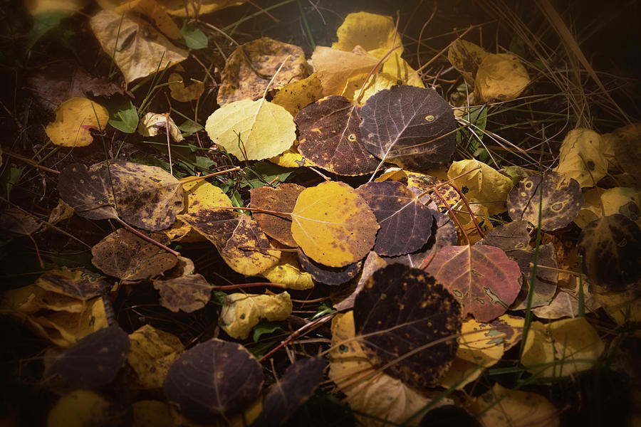 Fall Confetti in Gold  Photograph by Saija Lehtonen
