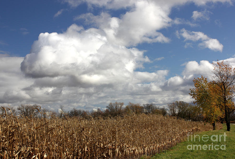 Fall Corn Photograph by David Bearden