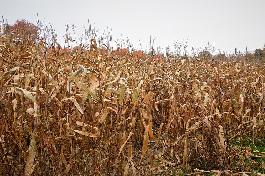 Fall Corn Field Photograph by Charles HALL