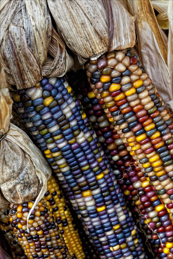 Fall Corn Photograph by Robert Ullmann