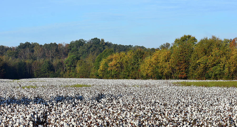 Fall Cotton Photograph by Skip Willits