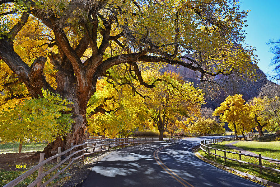 Fall Cottonwood, Utah Photograph by Dana Sohr