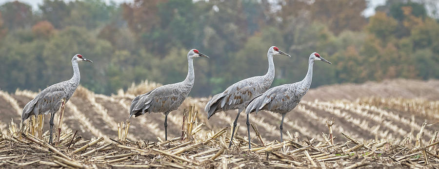 Fall Cranes 2016 Photograph by Thomas Young