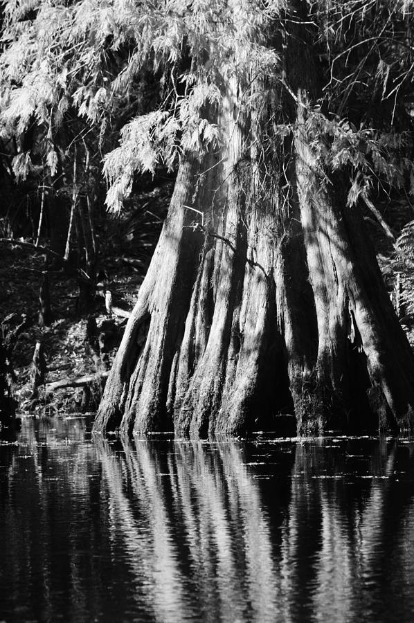 Fall Cypress Macro BW Photograph by Warren Thompson