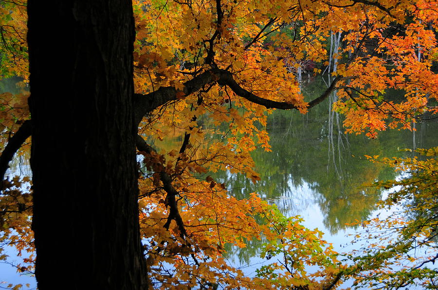 Fall Day at the Lake Photograph by David Arment