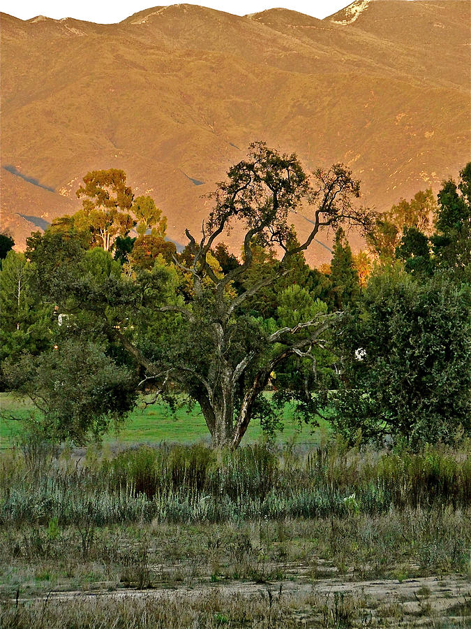 Fall Day in Ojai Photograph by Liz Vernand