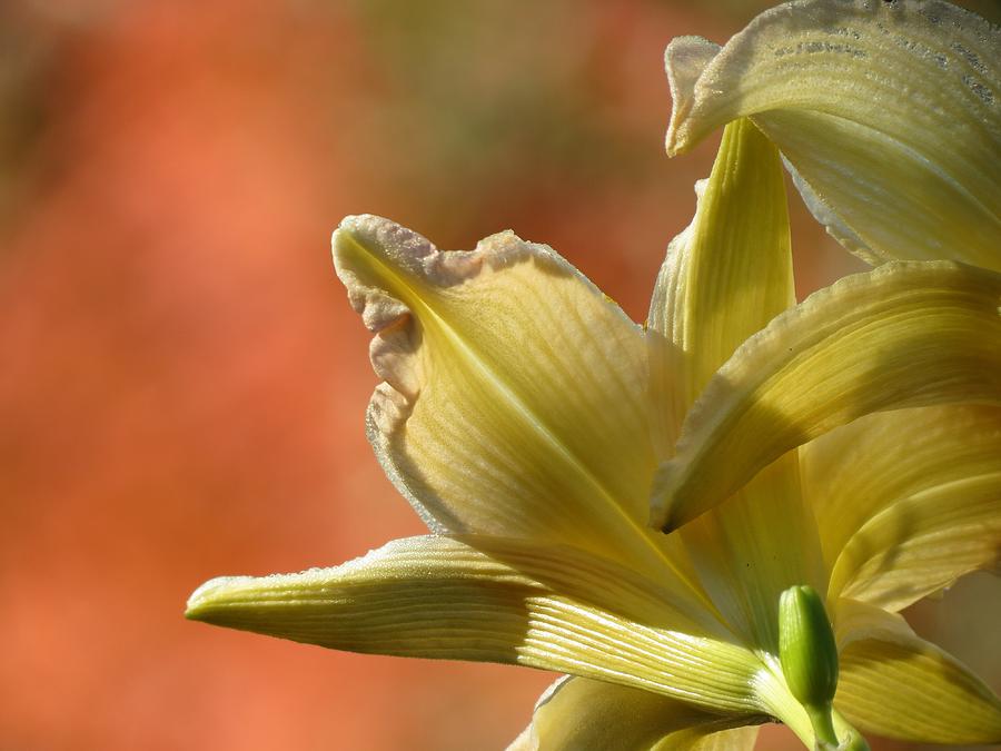 Lily Photograph - Fall Daylily by MTBobbins Photography
