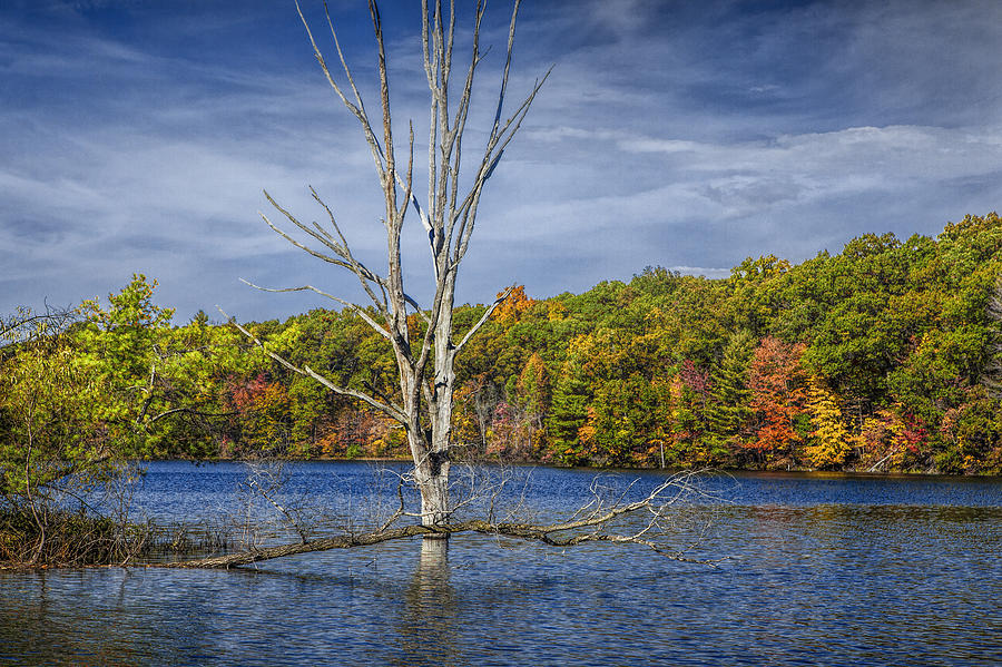 Fall Dead Tree Stickup in Michigan Lake Photograph by Randall Nyhof